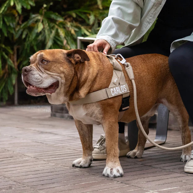 Kit Essenziale Passeggiata